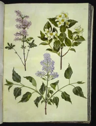 Syringa ×persica (azeda persa); Philadelphus coronarius (pau de cachimbo perfumado); Syringa vulgaris (azeda comum)
