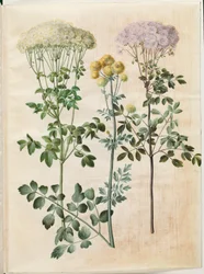Thalictrum aquilegiifolium (estrela-semente aquilégia); Thalictrum flavum (estrela de semente amarela)