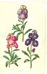 Folha de rosto. coroa de flores