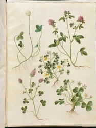 Trifolium repens (trevo-branco); Trifolium pratense (trevo-vermelho); Oxalis corniculata (azeda-córnea); Trifolium incarnatum (trevo-encarnado); Oxalis acetosella (azeda-dos-bosques)