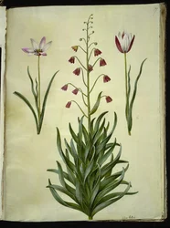 Tulipa clusiana (clusius-tulipan); Fritillaria persica (fritillaria persisk)