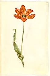 Tulipa gesneriana (ter-tulipan)