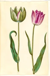 Tulipa gesneriana (ter-tulipan)
