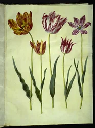 Tulipa gesneriana (ter-tulipan)
