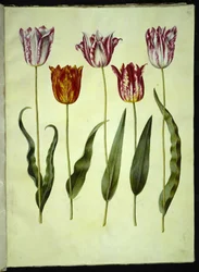 Tulipa gesneriana (ter-tulipan)