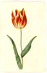 Tulipa gesneriana (ter-tulipan)