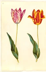 Tulipa gesneriana (ter-tulipan)