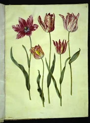 Tulipa gesneriana (ter-tulipan)