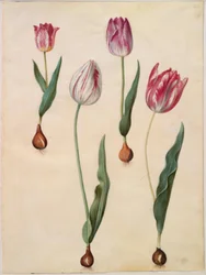 Tulipa gesneriana (ter-tulipan)