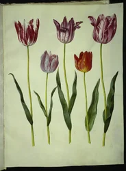 Tulipa gesneriana (ter-tulipan)