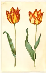 Tulipa gesneriana (ter-tulipan)