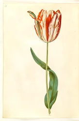 Tulipa gesneriana (ter-tulipan)