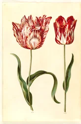 Tulipa gesneriana (ter-tulipan)