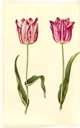 Tulipa gesneriana (ter-tulipan)
