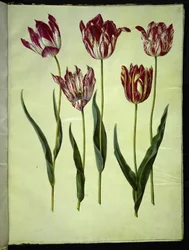 Tulipa gesneriana (ter-tulipan)