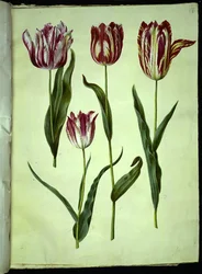 Tulipa gesneriana (ter-tulipan)