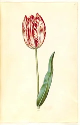 Tulipa gesneriana (ter-tulipan)