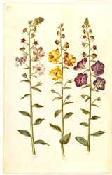 Verbascum blattaria (klase-kongelys); fenício verbascum (roxo-congelys)