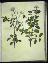 Viburnum tinus (bola de neve de inverno)
