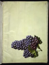 Vitis vinifera (vinho comum)