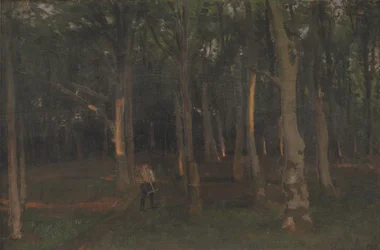 Floresta ao pôr do sol