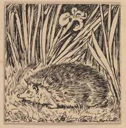 Desenho para a cartilha: ouriço-cacheiro