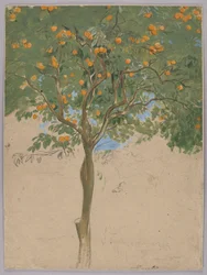 Laranjeira