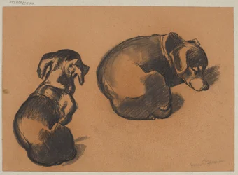 Estudos sobre o dachshund