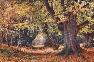 Faias no outono, perto de Godalming (litografia a cores)