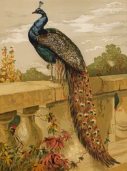 Pavão (chromolitho)