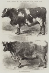 Prêmio animais no Smithfield Club Cattle Show