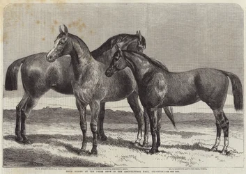 Prêmio cavalos no Horse Show no salão agrícola, Islington