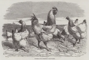Aves de Shanghae apresentadas a Sua Majestade