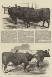 A Exposição Anual do Smithfield Club