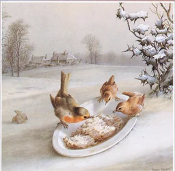 Robins e Wrens: Pequeno almoço do inverno, Cartão Postal