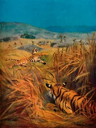 Tigres - o terror das aldeias indígenas, 1913