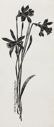Narcisos.