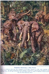 Elefantes destruindo uma floresta de palmeiras, ilustração de "Maravilhas da terra e do mar", publicada por Cassell, Londres, 1914