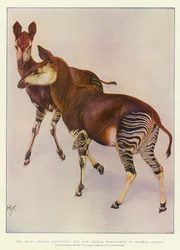 O ocapi (Ocapia Johnstoni), o novo animal descoberto na África Central