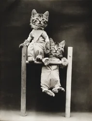 Série "Kitties": Excercising, c.1914 (impressão em prata)