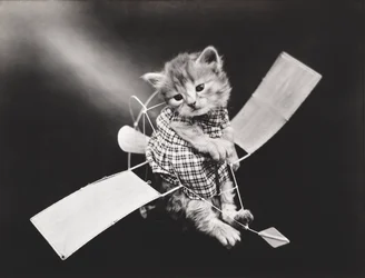 Série Kitties: Piloto de avião, c.1914 (impressão a prata)