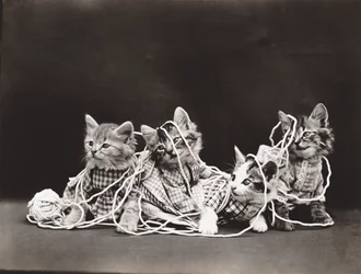 Série Kitties: Tangled in Yarn, c.1914 (impressão em prata)