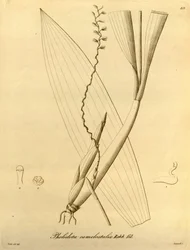 Ilustração de Pholidota camelostalix