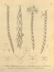 Lockhartia - Xenia vol 1 (1858) fig. 40