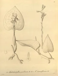 Este ficheiro provém da Biodiversity Heritage Library, e está disponível online em biodiversitylibrary.org/page/696488