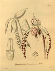 Este arquivo vem da Biblioteca do Patrimônio da Biodiversidade e está disponível online em biodiversidadelibrary.org/page/698357