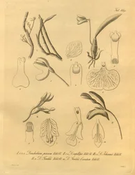 Este arquivo vem da Biblioteca do Patrimônio da Biodiversidade e está disponível online em biodiversidadelibrary.org/page/698365