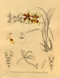 Este ficheiro provém da Biodiversity Heritage Library, e está disponível online em biodiversitylibrary.org/page/698370