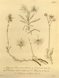 Este arquivo vem da Biblioteca do Patrimônio da Biodiversidade e está disponível online em biodiversidadelibrary.org/page/696497