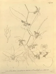 Este arquivo vem da Biblioteca do Patrimônio da Biodiversidade e está disponível online em biodiversidadelibrary.org/page/696498